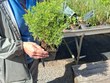 Paní farmářka drží v rukou bylinku známou jako „cola bylinka“, která po promnutí nebo ochutnání připomíná vůní i chutí limonádu Colu. Rostlina je v květináči před stolem s dalšími bylinkami ve fóliovníku